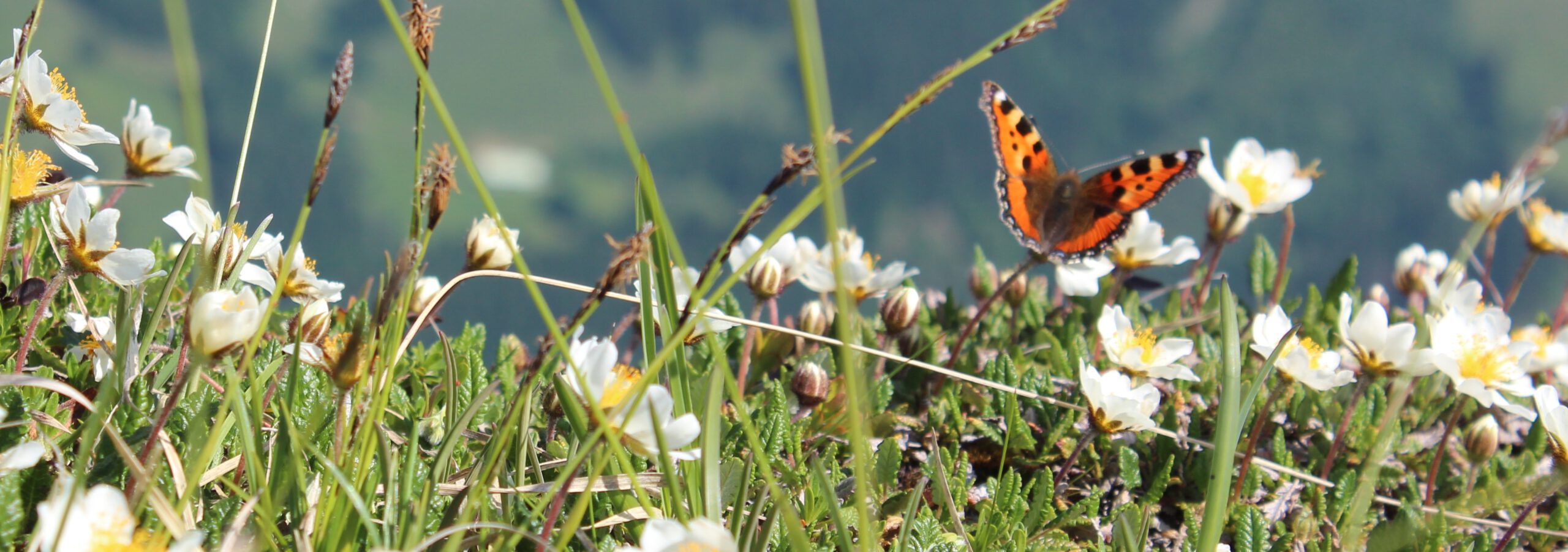 MEBIS Mariposa