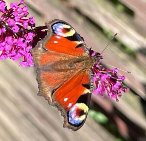 Schmetterling als Symbol für persönliche Veränderung